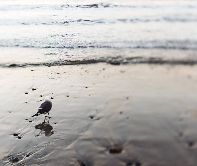Guardians of the Deep: How Marine Life Keeps Our Planet in Balance