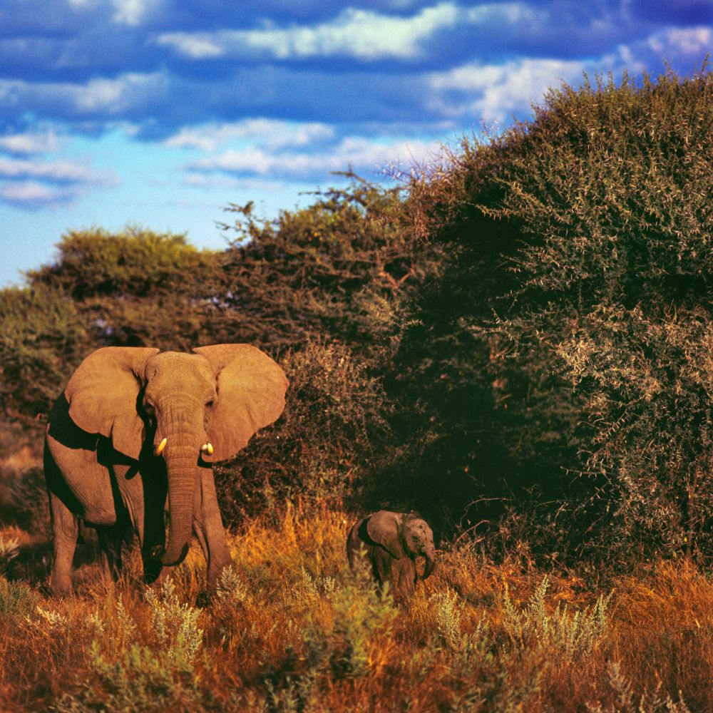 ellies
