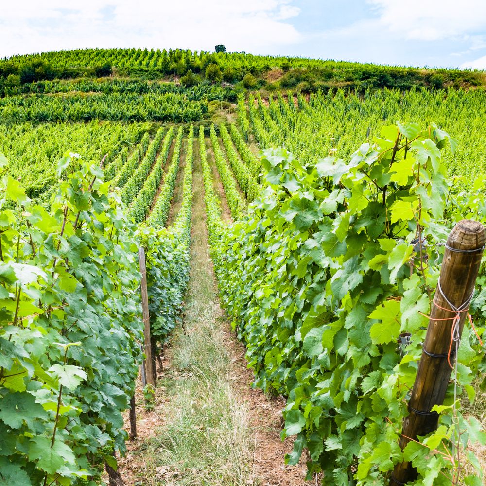 vineyard