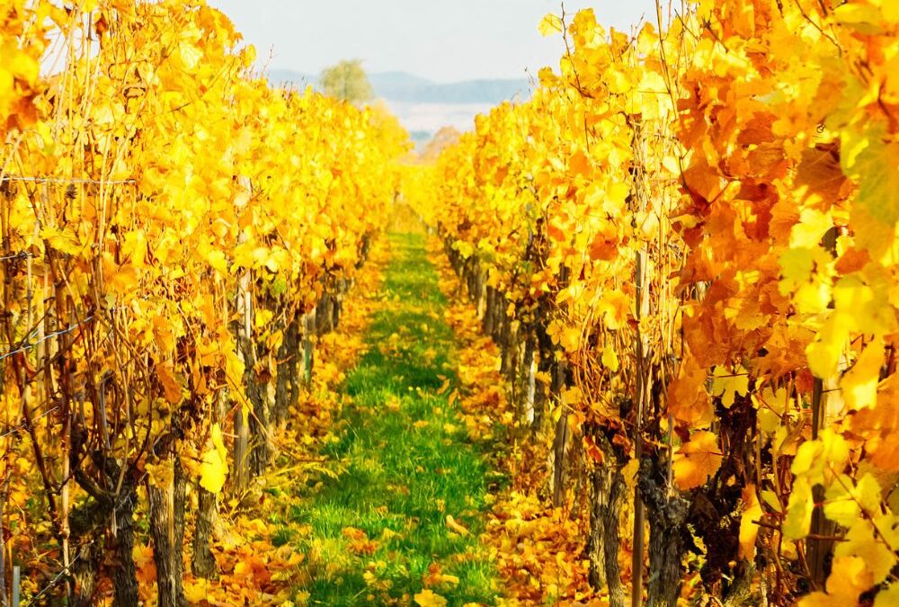 The Best Wine Estates Within 1 Hour of Cape Town