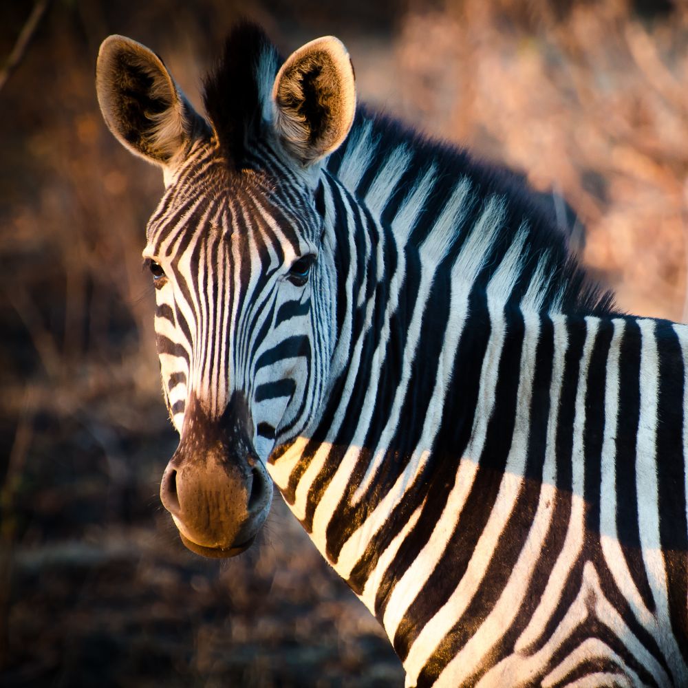 zebra